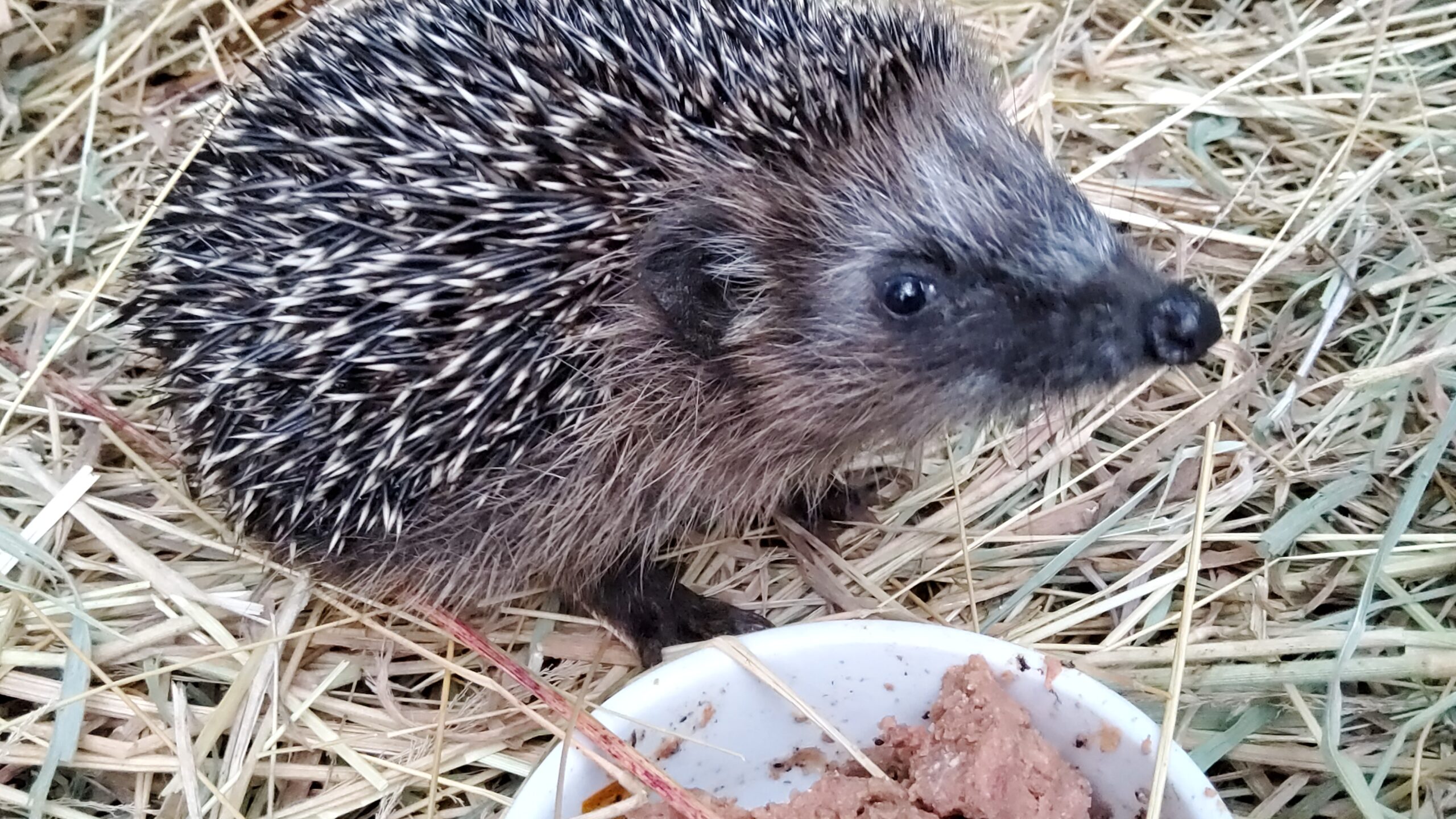 Herbstferien: Angebote für Kinder von 7 bis 12 Jahren im Naturschutzzentrum: Buchungen ab jetzt!